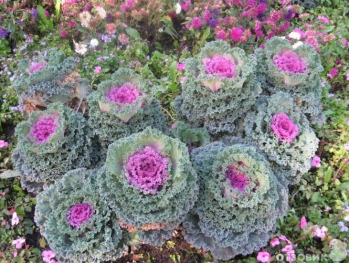 Зеле в цветна леха