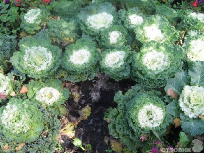 Декоративно зеле в цветна леха