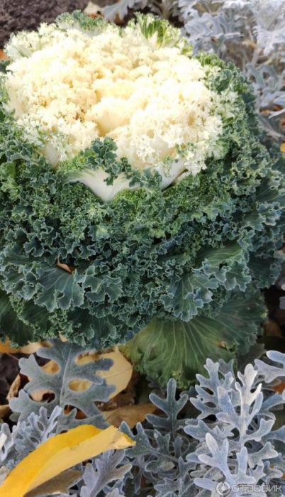 Декоративно зеле в цветна леха