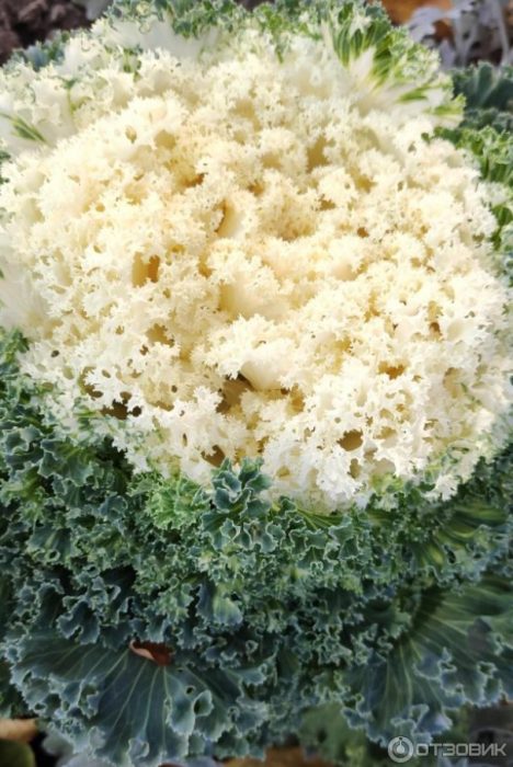 Красив сорт декоративно зеле