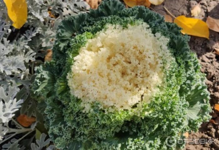 Сочни листа от декоративно зеле