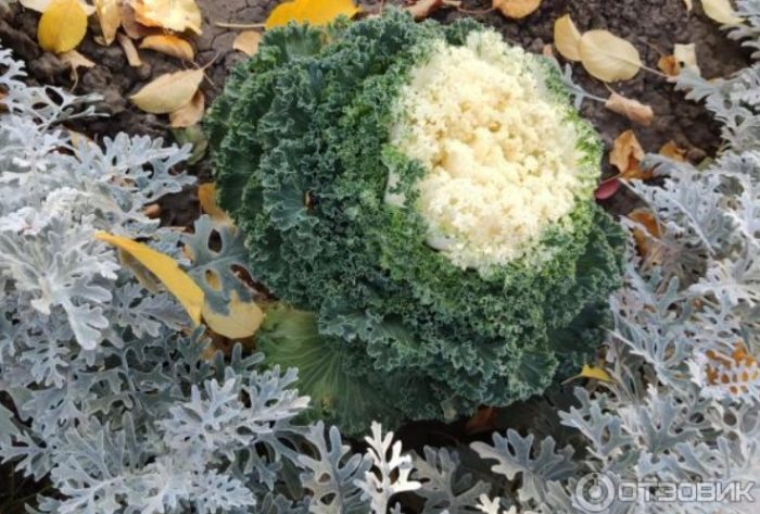 Декоративно зеле в есенна цветна леха