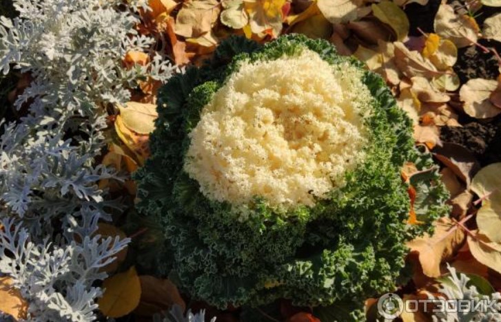 Декоративно зеле през есента