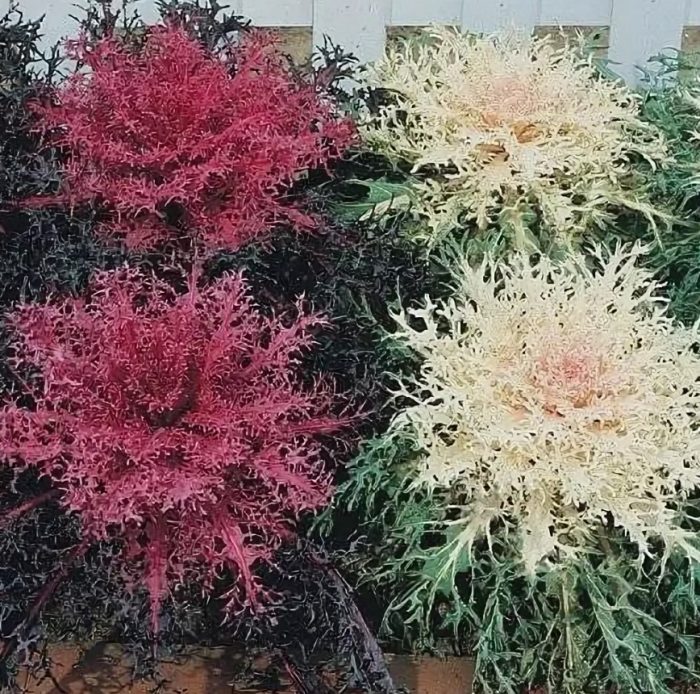 Разнообразие от паун