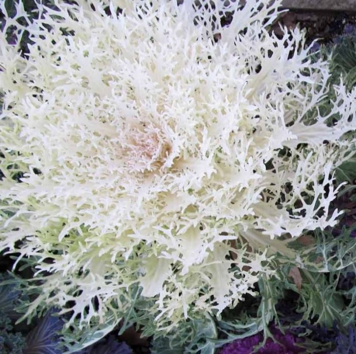 Декоративно зеле Принц