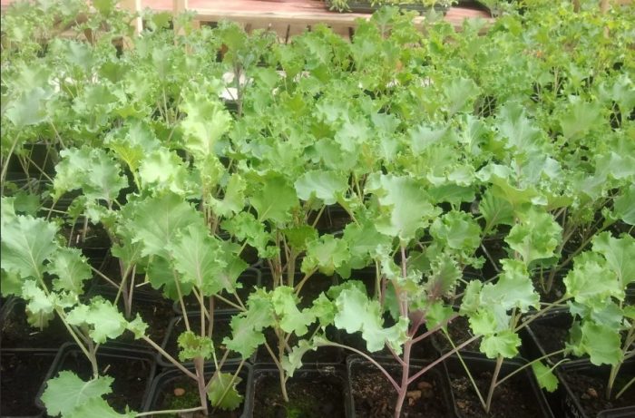 Разсад от декоративно зеле