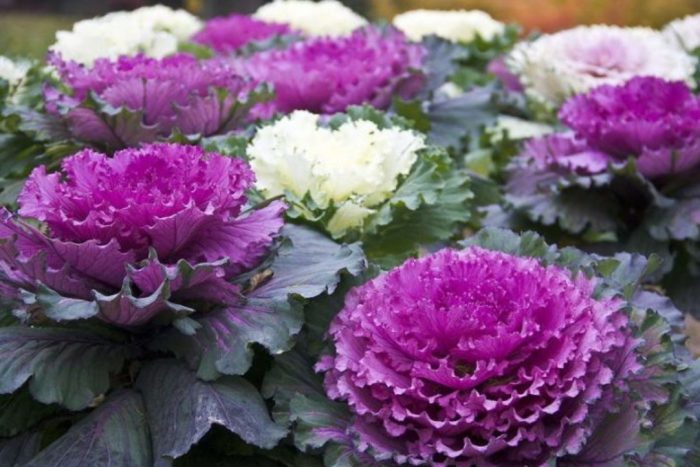 Токийски сорт