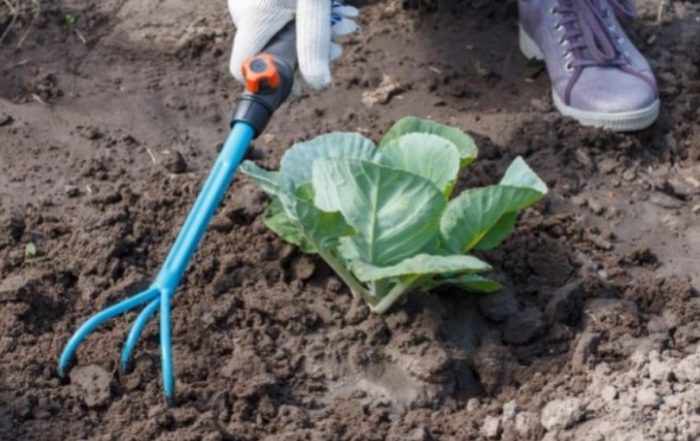 Плевене на зеле