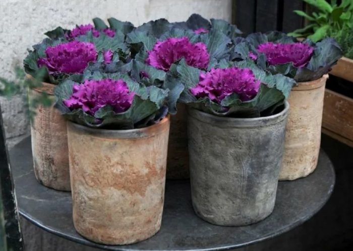 Декоративно зеле в саксии