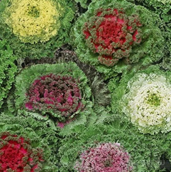 Разнообразие Ярка есен