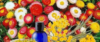 Красотата и ползите от безсмъртника