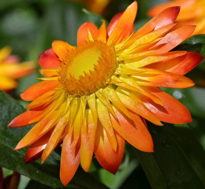 Ποικιλία Flobrafla