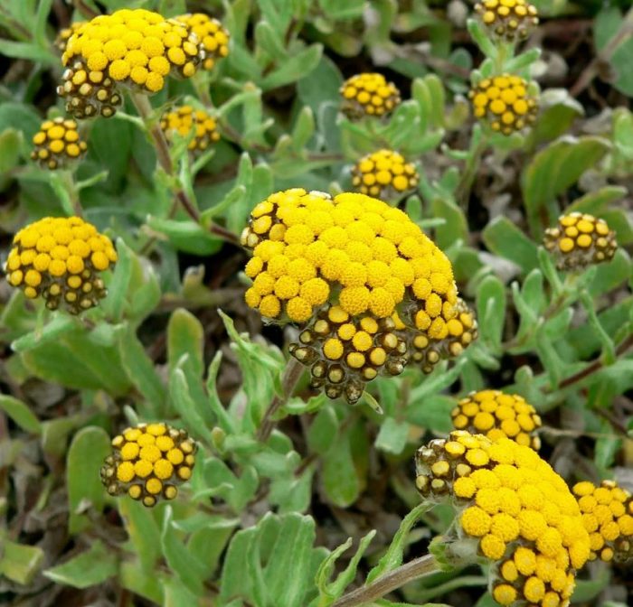 Αραξινιανός αθάνατος