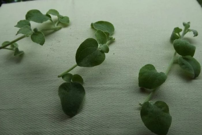 μοσχεύματα ελίχρυσου