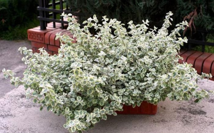 Είδη με έμβολα