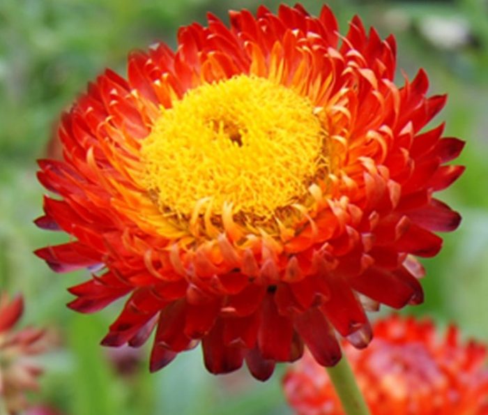 Ποικιλία Coppe Red