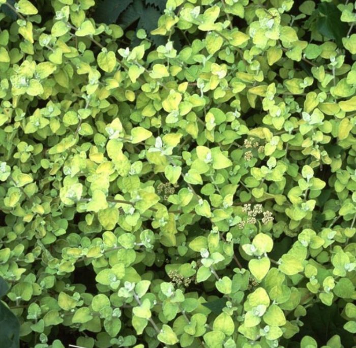 Χρυσή ποικιλία