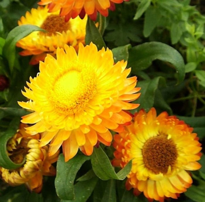 Ποικιλία Χρυσοκίτρινο