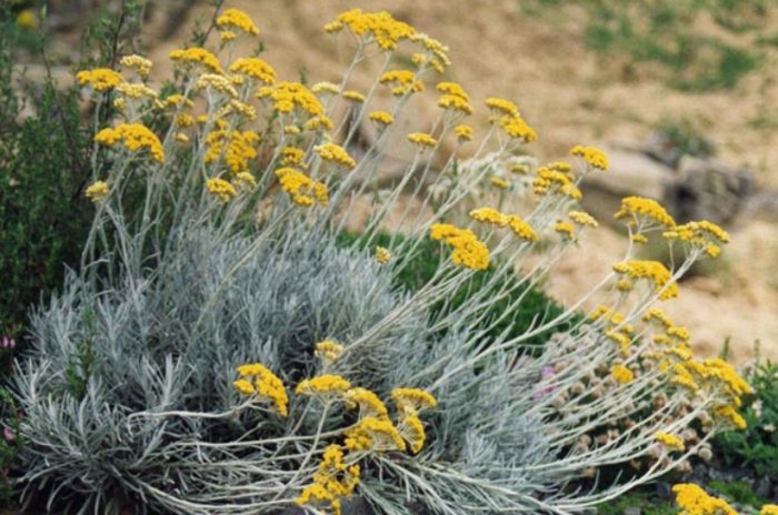 Ένα είδος ιταλικού αθάνατου