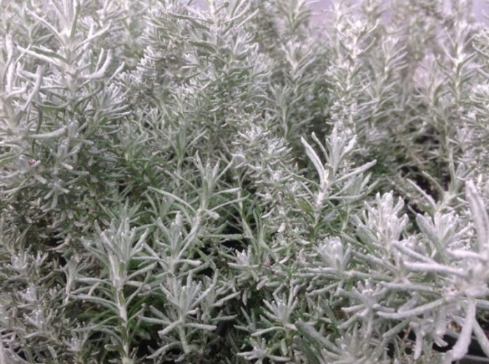 Ένα είδος ιταλικής ποικιλίας που ονομάζεται Nana