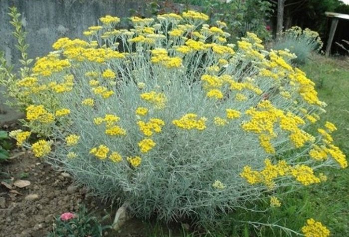 Ελίχρυσος Ασημί Λευκό