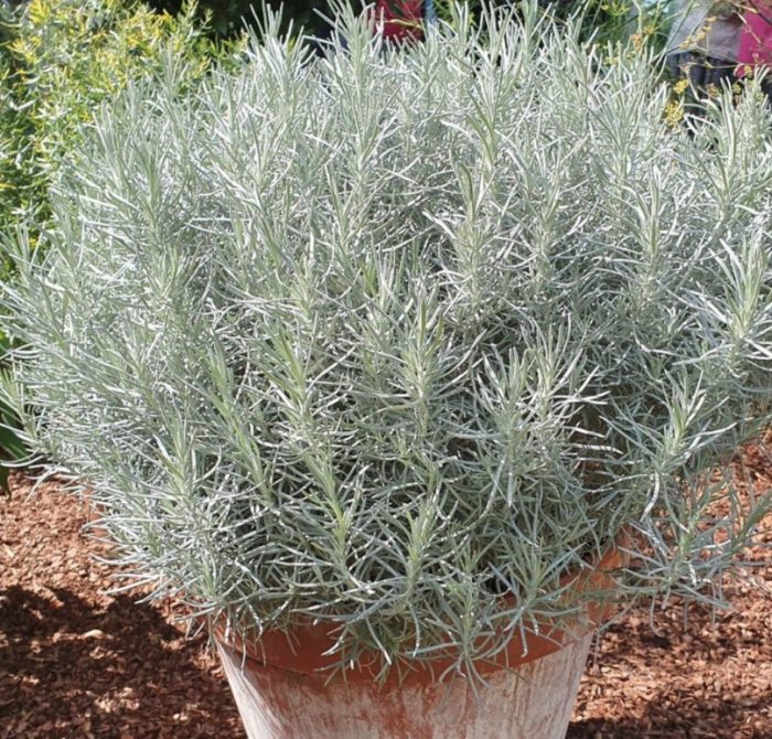 Θάμνος Ελίχρυσου