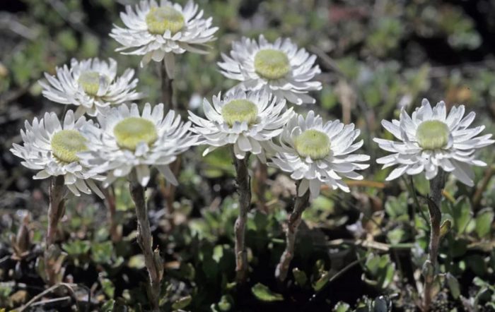Είδη με άνθη Μαργαρίτα