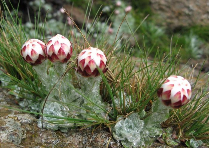 Έλικας του Μίλφορντ
