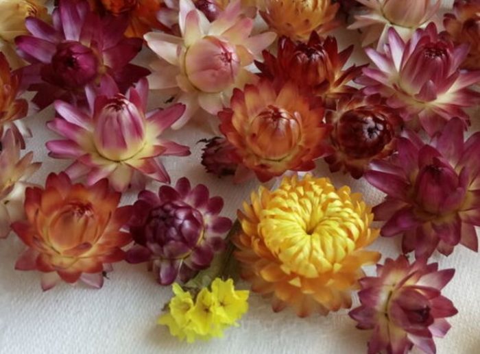 Αποξηραμένα άνθη ελίχρυσου