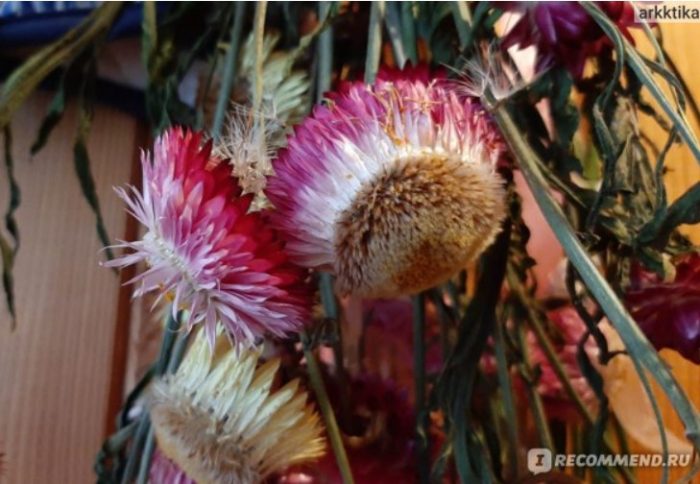 Αποξηραμένα λουλούδια