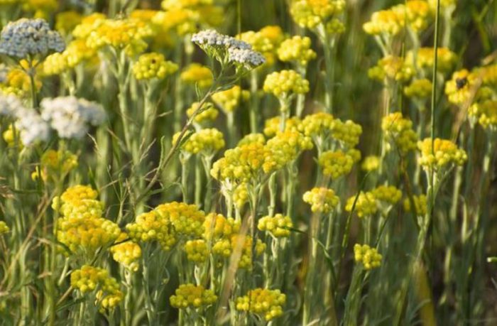 Helichrysum arenarium