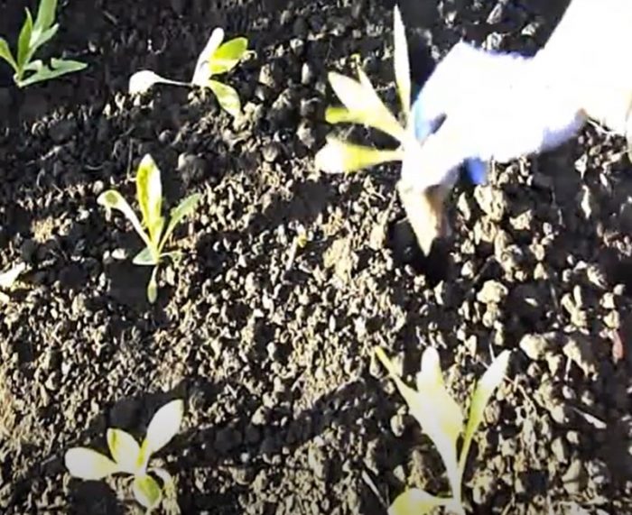 Φύτευση σπορόφυτων ελίχρυσου