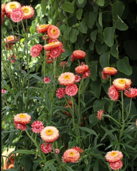 Ποικιλία χρώματος σολομού