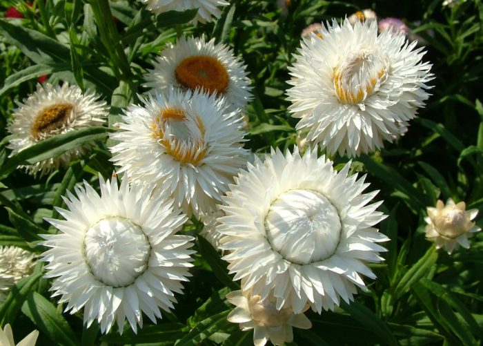 Ελίχρυσο βρακτικό