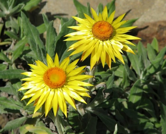 Αθάνατο με βράχη