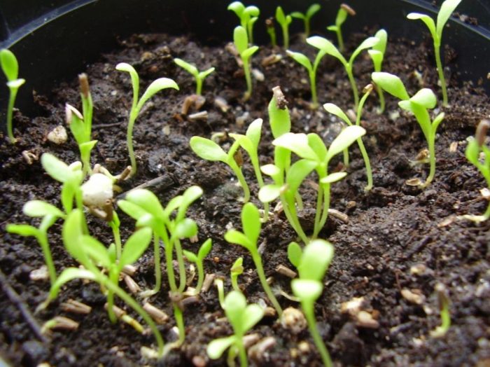 Σπορόφυτα Immortelle