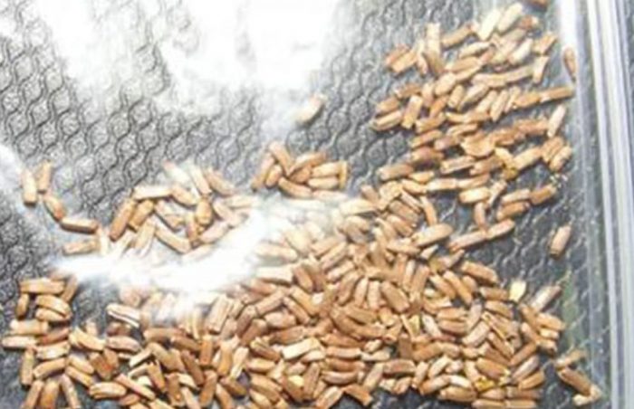 Σπόροι αθάνατου