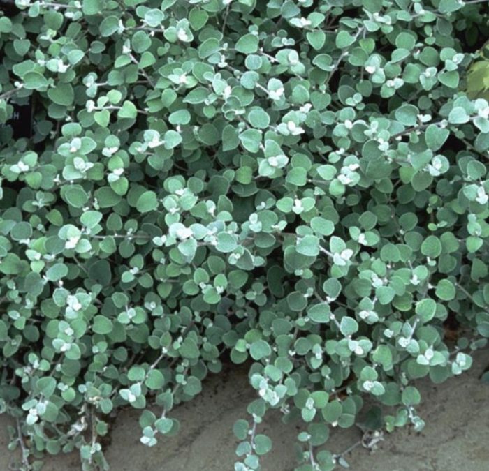 Το Silver είναι μια ποικιλία μίσχου.