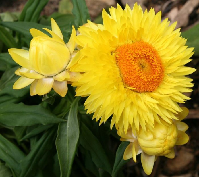 Κίτρινο αθάνατο με φράουλα