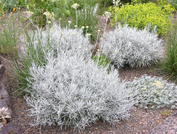 Τιανσάν Τσμιν