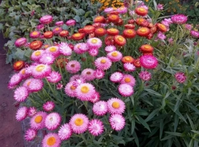 Ελίχρυσος σε παρτέρι