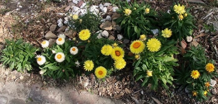 Ελίχρυσος στον κήπο