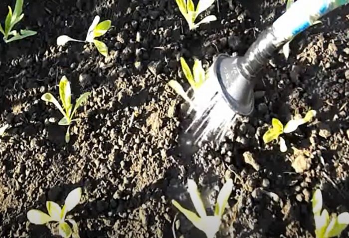 Πότισμα μετά τη φύτευση