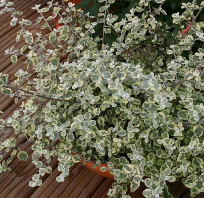 Τα φτερωτά φύλλα της ποικιλίας Variegata