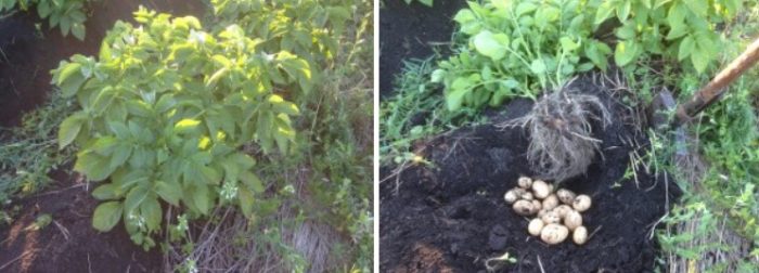 Картофи от сорта Янка от храста