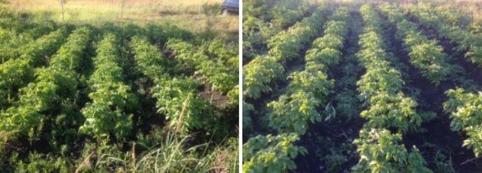 Храсти от сорта Янка