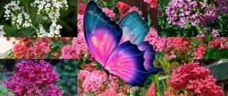 Разнообразие на кентрантус