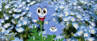 Цветя на Немофила