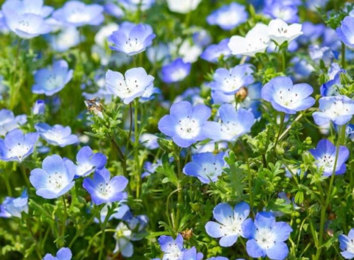 Νεμόφιλα Μέντσισα