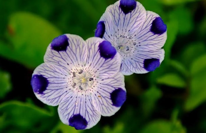 Ποικιλία Nemophylla με κηλίδες Barbara